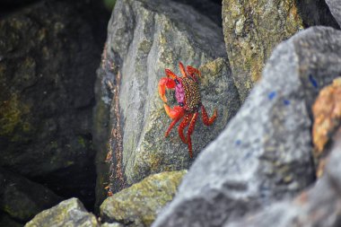 Sally Lightfoot yengeç veya red rock yengeç, bilimsel adı Grapsus grapsus Marina Puerto Vallarta, Meksika için buzlu. Görünümü kapatın.