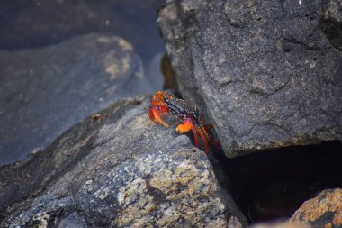 Sally Lightfoot yengeç veya red rock yengeç, bilimsel adı Grapsus grapsus Marina Puerto Vallarta, Meksika için buzlu. Görünümü kapatın.