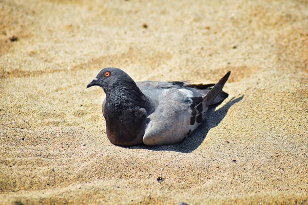 Pigeon Resting Nestled Sand Beach Puerto Vallarta Mexico — Stock Photo, Image