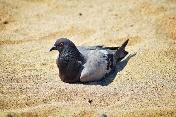 Pigeon Resting Nestled Sand Beach Puerto Vallarta Mexico — Stock Photo, Image