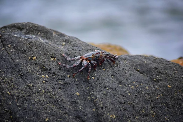 Sally Lightfoot yengeç veya red rock yengeç, bilimsel adı Grapsus grapsus Marina Puerto Vallarta, Meksika için buzlu. Görünümü kapatın.