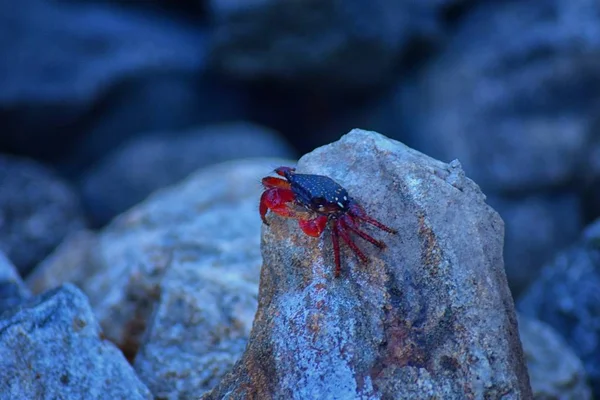 Sally Lightfoot yengeç veya red rock yengeç, bilimsel adı Grapsus grapsus Marina Puerto Vallarta, Meksika için buzlu. Görünümü kapatın.