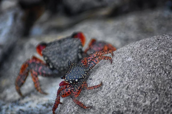 Sally Lightfoot yengeç veya red rock yengeç, bilimsel adı Grapsus grapsus Marina Puerto Vallarta, Meksika için buzlu. Görünümü kapatın.
