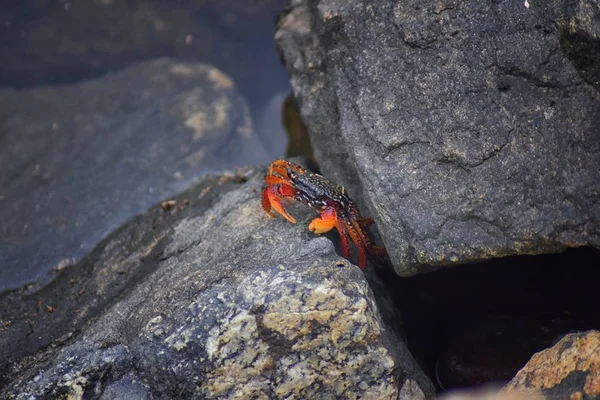 Sally Lightfoot yengeç veya red rock yengeç, bilimsel adı Grapsus grapsus Marina Puerto Vallarta, Meksika için buzlu. Görünümü kapatın.