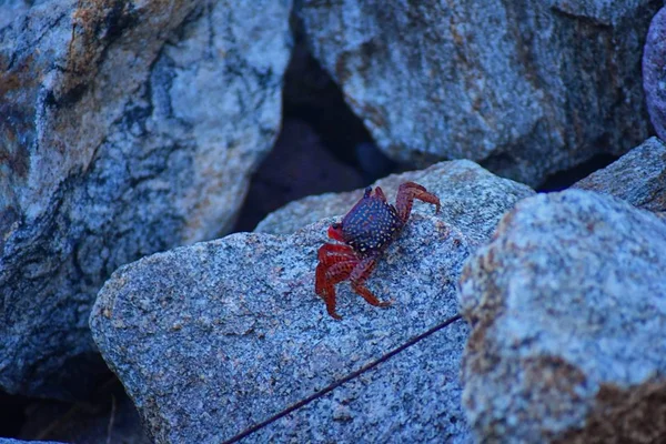 Sally Lightfoot yengeç veya red rock yengeç, bilimsel adı Grapsus grapsus Marina Puerto Vallarta, Meksika için buzlu. Görünümü kapatın.