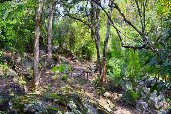 映画が撮影されているプエルト バジャルタ メキシコでエル エデンの園に小さな農村道路からジャングルを流れる川や滝の眺め — ストック写真
