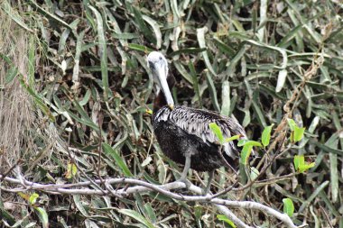 Milli Parkı Vallarta denizaltı veya Los Arcos Deniz Parkı (Las bezelye veya The Rocks), deniz kuşları Fırkateyn (çalışma platformları kuşlar), dahil olmak üzere büyük bir çeşitlilik ile arches Pelikan ve mavi ayaklı Boobie mağaralar ve tüneller ve tüplü dalış ve şnorkel ile.