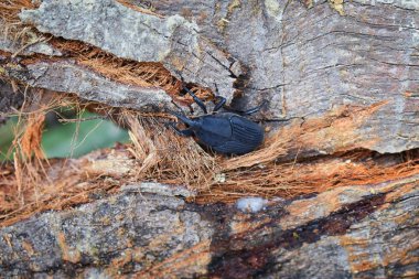 Büyük siyah böcek tarama çürüyen El Eden günlüğüne, Puerto Vallarta orman yolu, makro, ayrıntılı görünümü Meksika.