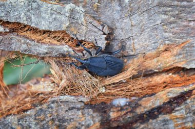 Büyük siyah böcek tarama çürüyen El Eden günlüğüne, Puerto Vallarta orman yolu, makro, ayrıntılı görünümü Meksika.