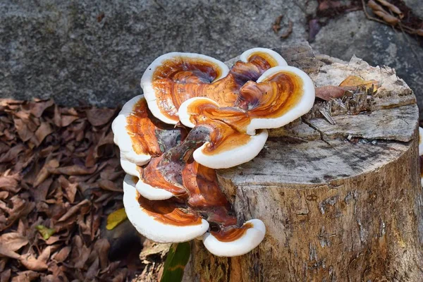 Grande Fungo Colorido Crescendo Decomposição Toco Eden Puerto Vallarta Jungle — Fotografia de Stock