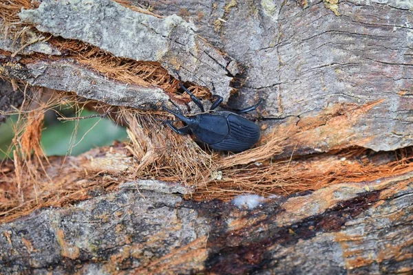 Büyük siyah böcek tarama çürüyen El Eden günlüğüne, Puerto Vallarta orman yolu, makro, ayrıntılı görünümü Meksika.