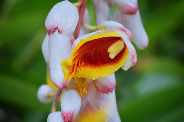 Primer Plano Coloridas Flores Tropicales Eden Puerto Vallarta Selva Sendero —  Fotos de Stock