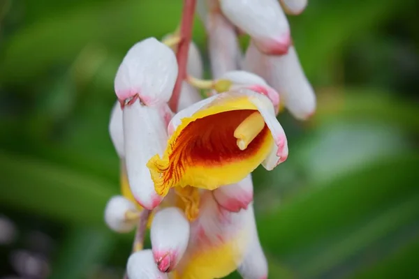 Primer Plano Coloridas Flores Tropicales Eden Puerto Vallarta Selva Sendero —  Fotos de Stock