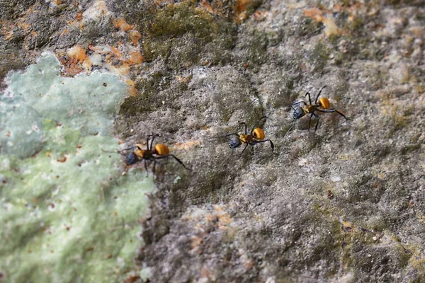 Golden carpenter ants, macro view, following each other in a row on rock in tropical Jungle in El Eden, by Puerto Vallarta, Mexico. Camponotus sericeiventris members of the Arthropod phylum, which is the scientific name for insects.  They are also me