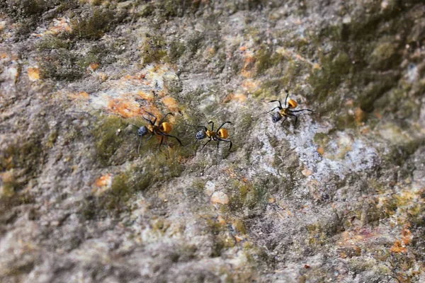 Golden carpenter ants, macro view, following each other in a row on rock in tropical Jungle in El Eden, by Puerto Vallarta, Mexico. Camponotus sericeiventris members of the Arthropod phylum, which is the scientific name for insects.  They are also me