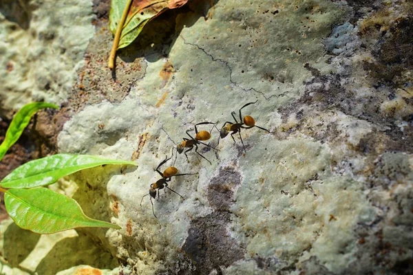 黄金大工アリ マクロの表示 プエルト バジャルタ エデンの園の熱帯ジャングルの中で岩の上行の互いに続きます 昆虫の学名である節足動物門のクロオオアリ Sericeiventris メンバー また私です — ストック写真