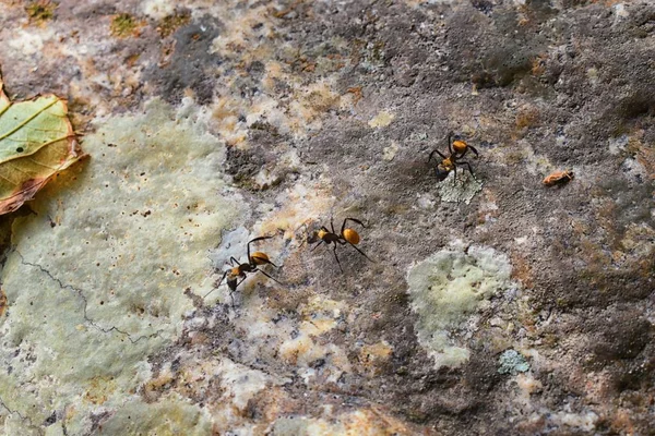 Formigas Carpinteiro Douradas Vista Macro Seguindo Umas Outras Uma Fileira — Fotografia de Stock