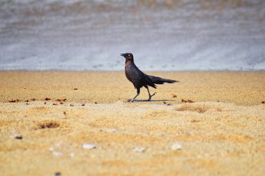 Büyük kuyruklu Grackle kuşlar kanatlı erkek dron Leafcutter karıncalar, Kraliçe Puerto Vallarta Meksika ile uçuş çiftleşme sonra kumsalda can yeme. Bilimsel adı Atta mexicana, Alt familya Myrmicinae cinsi Atta. 