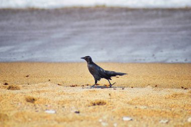 Büyük kuyruklu Grackle kuşlar kanatlı erkek dron Leafcutter karıncalar, Kraliçe Puerto Vallarta Meksika ile uçuş çiftleşme sonra kumsalda can yeme. Bilimsel adı Atta mexicana, Alt familya Myrmicinae cinsi Atta. 