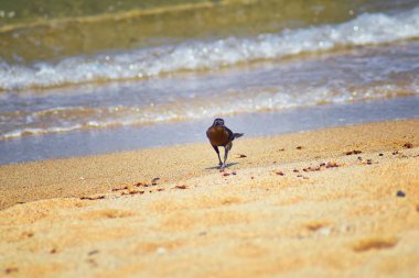 Büyük kuyruklu Grackle kuşlar kanatlı erkek dron Leafcutter karıncalar, Kraliçe Puerto Vallarta Meksika ile uçuş çiftleşme sonra kumsalda can yeme. Bilimsel adı Atta mexicana, Alt familya Myrmicinae cinsi Atta. 