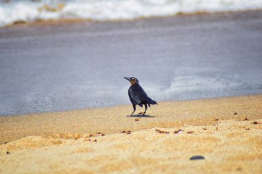 Büyük kuyruklu Grackle kuşlar kanatlı erkek dron Leafcutter karıncalar, Kraliçe Puerto Vallarta Meksika ile uçuş çiftleşme sonra kumsalda can yeme. Bilimsel adı Atta mexicana, Alt familya Myrmicinae cinsi Atta. 