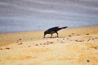 Büyük kuyruklu Grackle kuşlar kanatlı erkek dron Leafcutter karıncalar, Kraliçe Puerto Vallarta Meksika ile uçuş çiftleşme sonra kumsalda can yeme. Bilimsel adı Atta mexicana, Alt familya Myrmicinae cinsi Atta. 