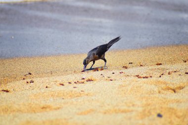Büyük kuyruklu Grackle kuşlar kanatlı erkek dron Leafcutter karıncalar, Kraliçe Puerto Vallarta Meksika ile uçuş çiftleşme sonra kumsalda can yeme. Bilimsel adı Atta mexicana, Alt familya Myrmicinae cinsi Atta. 