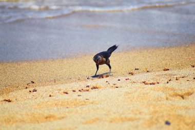 Büyük kuyruklu Grackle kuşlar kanatlı erkek dron Leafcutter karıncalar, Kraliçe Puerto Vallarta Meksika ile uçuş çiftleşme sonra kumsalda can yeme. Bilimsel adı Atta mexicana, Alt familya Myrmicinae cinsi Atta. 