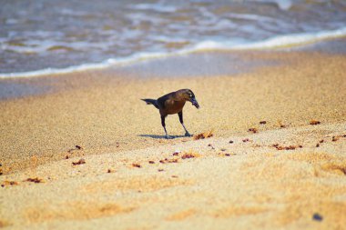 Büyük kuyruklu Grackle kuşlar kanatlı erkek dron Leafcutter karıncalar, Kraliçe Puerto Vallarta Meksika ile uçuş çiftleşme sonra kumsalda can yeme. Bilimsel adı Atta mexicana, Alt familya Myrmicinae cinsi Atta. 