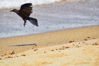 Büyük kuyruklu Grackle kuşlar kanatlı erkek dron Leafcutter karıncalar, Kraliçe Puerto Vallarta Meksika ile uçuş çiftleşme sonra kumsalda can yeme. Bilimsel adı Atta mexicana, Alt familya Myrmicinae cinsi Atta. 