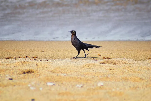 Büyük kuyruklu Grackle kuşlar kanatlı erkek dron Leafcutter karıncalar, Kraliçe Puerto Vallarta Meksika ile uçuş çiftleşme sonra kumsalda can yeme. Bilimsel adı Atta mexicana, Alt familya Myrmicinae cinsi Atta. 