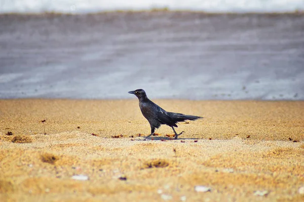 Büyük kuyruklu Grackle kuşlar kanatlı erkek dron Leafcutter karıncalar, Kraliçe Puerto Vallarta Meksika ile uçuş çiftleşme sonra kumsalda can yeme. Bilimsel adı Atta mexicana, Alt familya Myrmicinae cinsi Atta. 