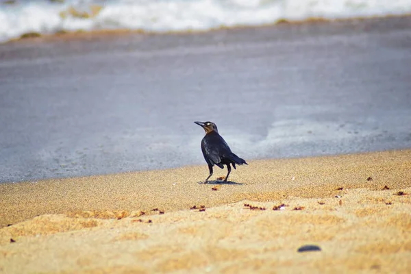 Büyük kuyruklu Grackle kuşlar kanatlı erkek dron Leafcutter karıncalar, Kraliçe Puerto Vallarta Meksika ile uçuş çiftleşme sonra kumsalda can yeme. Bilimsel adı Atta mexicana, Alt familya Myrmicinae cinsi Atta. 