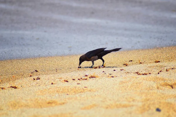 Büyük kuyruklu Grackle kuşlar kanatlı erkek dron Leafcutter karıncalar, Kraliçe Puerto Vallarta Meksika ile uçuş çiftleşme sonra kumsalda can yeme. Bilimsel adı Atta mexicana, Alt familya Myrmicinae cinsi Atta. 