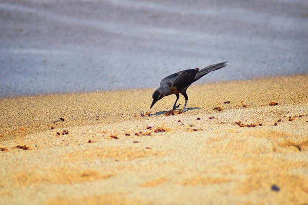 Büyük kuyruklu Grackle kuşlar kanatlı erkek dron Leafcutter karıncalar, Kraliçe Puerto Vallarta Meksika ile uçuş çiftleşme sonra kumsalda can yeme. Bilimsel adı Atta mexicana, Alt familya Myrmicinae cinsi Atta. 