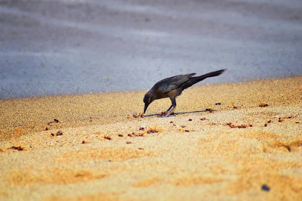Büyük kuyruklu Grackle kuşlar kanatlı erkek dron Leafcutter karıncalar, Kraliçe Puerto Vallarta Meksika ile uçuş çiftleşme sonra kumsalda can yeme. Bilimsel adı Atta mexicana, Alt familya Myrmicinae cinsi Atta. 