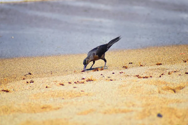 Büyük kuyruklu Grackle kuşlar kanatlı erkek dron Leafcutter karıncalar, Kraliçe Puerto Vallarta Meksika ile uçuş çiftleşme sonra kumsalda can yeme. Bilimsel adı Atta mexicana, Alt familya Myrmicinae cinsi Atta. 