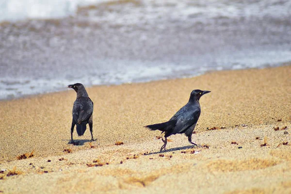 Büyük kuyruklu Grackle kuşlar kanatlı erkek dron Leafcutter karıncalar, Kraliçe Puerto Vallarta Meksika ile uçuş çiftleşme sonra kumsalda can yeme. Bilimsel adı Atta mexicana, Alt familya Myrmicinae cinsi Atta. 