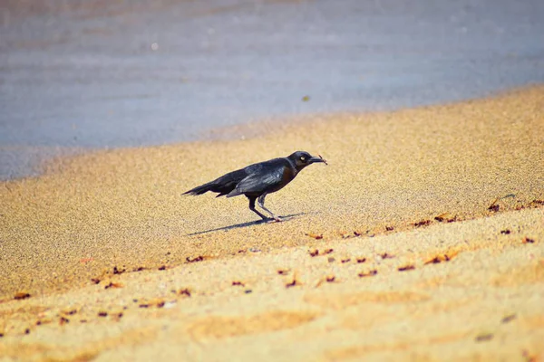 Großschwanzgrasvögel Fressen Geflügelte Männliche Drohnenblätterameisen Und Sterben Strand Nach Dem — Stockfoto
