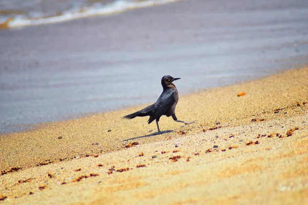 Großschwanzgrasvögel Fressen Geflügelte Männliche Drohnenblätterameisen Und Sterben Strand Nach Dem — Stockfoto