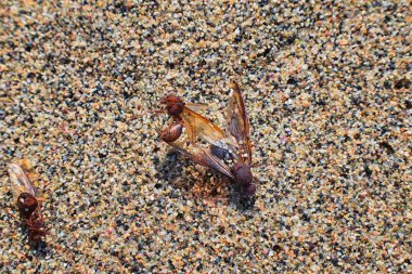Kanatlı erkek dron Leafcutter karıncalar, makro görünümü, Kraliçe Puerto Vallarta Meksika ile uçuş çiftleşme sonra kumsalda ölen kapatın. Bilimsel adı Atta mexicana, yaprak-kesici karınca, alt cins Atta Myrmicinae New World karınca türü