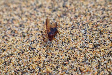 Kanatlı erkek dron Leafcutter karıncalar, makro görünümü, Kraliçe Puerto Vallarta Meksika ile uçuş çiftleşme sonra kumsalda ölen kapatın. Bilimsel adı Atta mexicana, yaprak-kesici karınca, alt cins Atta Myrmicinae New World karınca türü