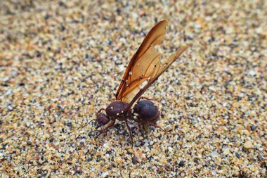 Kanatlı erkek dron Leafcutter karıncalar, makro görünümü, Kraliçe Puerto Vallarta Meksika ile uçuş çiftleşme sonra kumsalda ölen kapatın. Bilimsel adı Atta mexicana, yaprak-kesici karınca, alt cins Atta Myrmicinae New World karınca türü