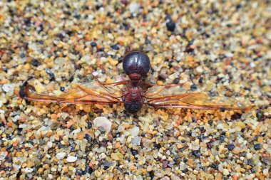 Kanatlı erkek dron Leafcutter karıncalar, makro görünümü, Kraliçe Puerto Vallarta Meksika ile uçuş çiftleşme sonra kumsalda ölen kapatın. Bilimsel adı Atta mexicana, yaprak-kesici karınca, alt cins Atta Myrmicinae New World karınca türü