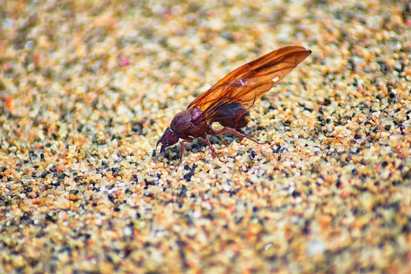 Kanatlı erkek dron Leafcutter karıncalar, makro görünümü, Kraliçe Puerto Vallarta Meksika ile uçuş çiftleşme sonra kumsalda ölen kapatın. Bilimsel adı Atta mexicana, yaprak-kesici karınca, alt cins Atta Myrmicinae New World karınca türü
