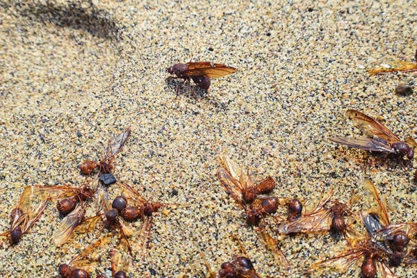 Kanatlı erkek dron Leafcutter karıncalar, makro görünümü, Kraliçe Puerto Vallarta Meksika ile uçuş çiftleşme sonra kumsalda ölen kapatın. Bilimsel adı Atta mexicana, yaprak-kesici karınca, alt cins Atta Myrmicinae New World karınca türü