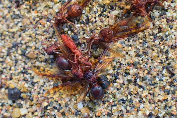 Kanatlı erkek dron Leafcutter karıncalar, makro görünümü, Kraliçe Puerto Vallarta Meksika ile uçuş çiftleşme sonra kumsalda ölen kapatın. Bilimsel adı Atta mexicana, yaprak-kesici karınca, alt cins Atta Myrmicinae New World karınca türü