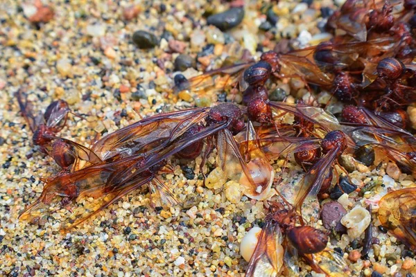 Kanatlı erkek dron Leafcutter karıncalar, makro görünümü, Kraliçe Puerto Vallarta Meksika ile uçuş çiftleşme sonra kumsalda ölen kapatın. Bilimsel adı Atta mexicana, yaprak-kesici karınca, alt cins Atta Myrmicinae New World karınca türü