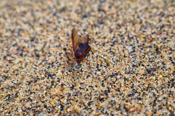 Kanatlı erkek dron Leafcutter karıncalar, makro görünümü, Kraliçe Puerto Vallarta Meksika ile uçuş çiftleşme sonra kumsalda ölen kapatın. Bilimsel adı Atta mexicana, yaprak-kesici karınca, alt cins Atta Myrmicinae New World karınca türü