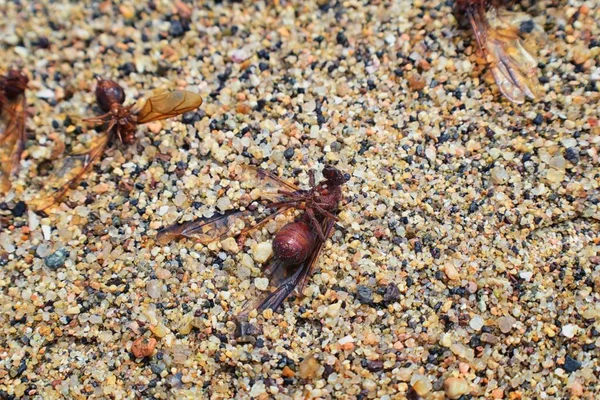 Kanatlı erkek dron Leafcutter karıncalar, makro görünümü, Kraliçe Puerto Vallarta Meksika ile uçuş çiftleşme sonra kumsalda ölen kapatın. Bilimsel adı Atta mexicana, yaprak-kesici karınca, alt cins Atta Myrmicinae New World karınca türü